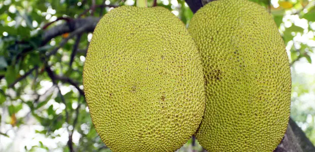 Health Benefits Of The Exotic Jackfruit