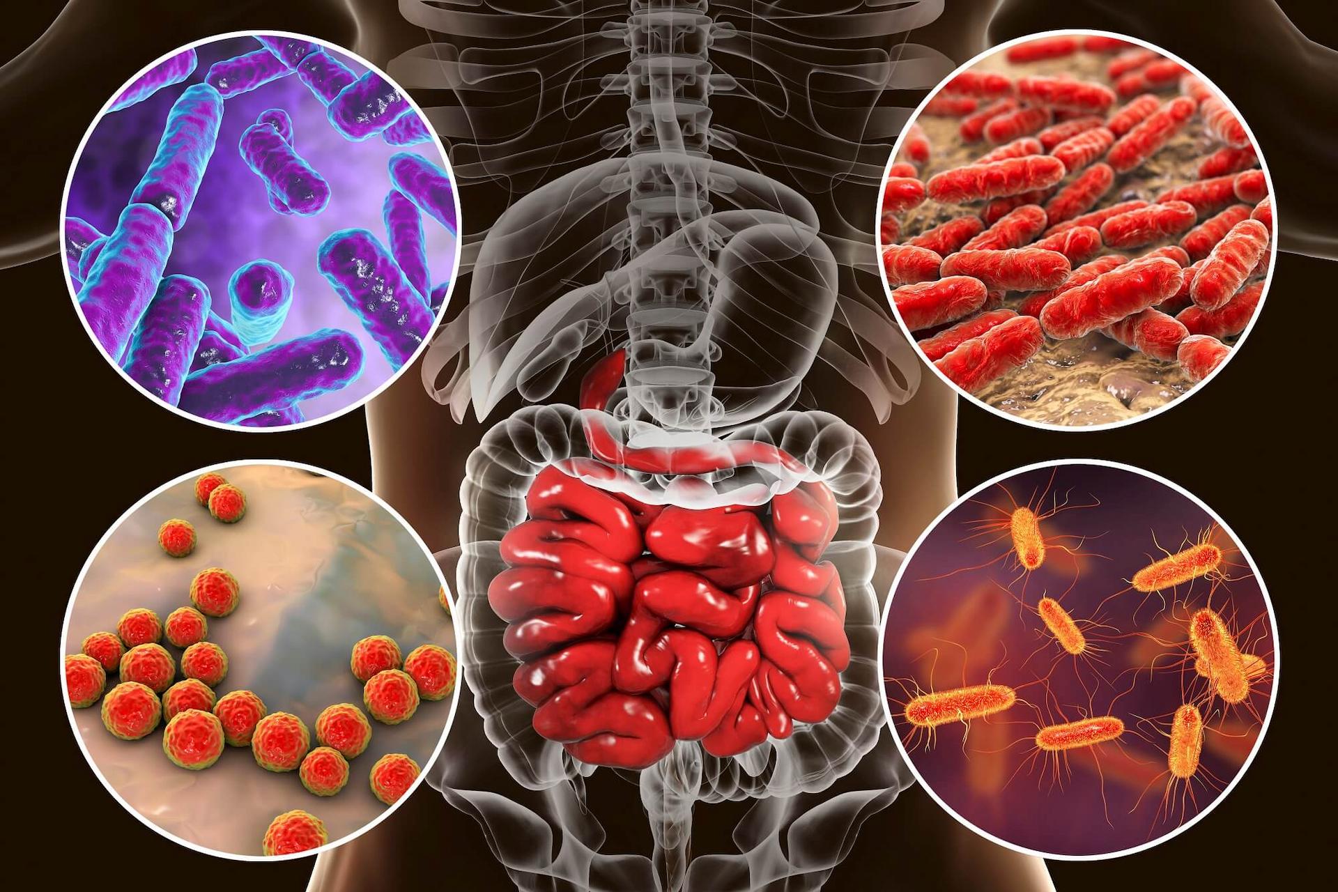 Gut Microbiome