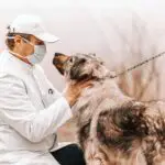 Veterinary Practice